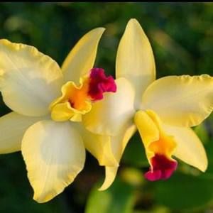 Meet your Posher, Belle